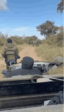 他用的什么招数？我以后见了大象这样是不是也可以这样击退大象？