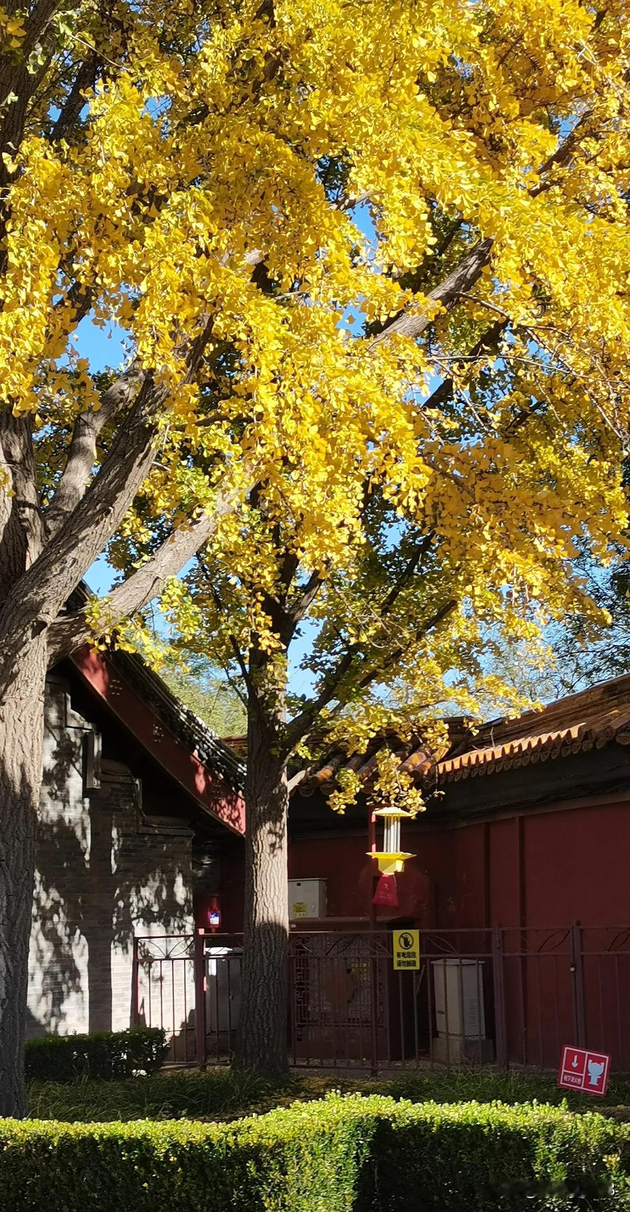 #沿途风景随拍#初冬的银杏叶风景如画，
休息一天，放松心情，和姐妹去景山那边拍故