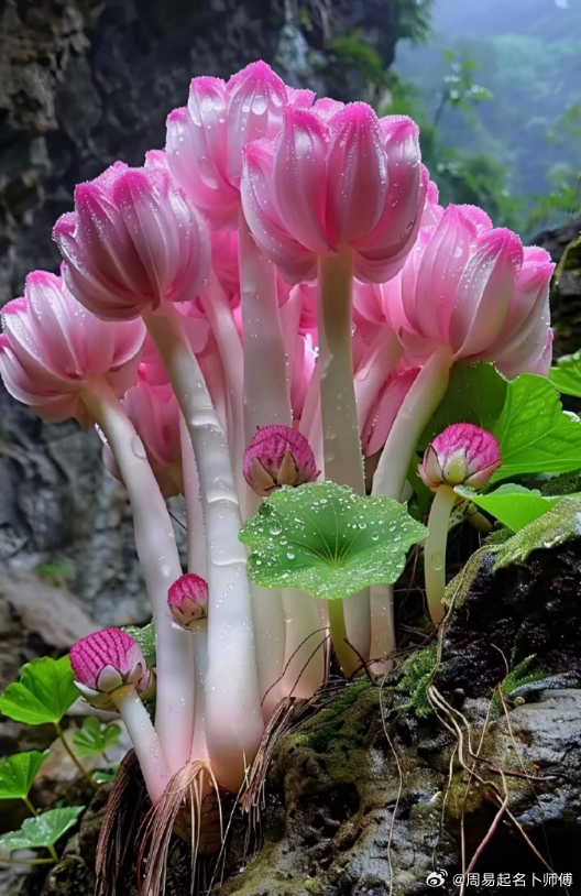 玄妙难得的玉玲珑花，世间鲜少能得一见。此花寓意满堂富贵、福寿绵长、万事祥瑞，唯有