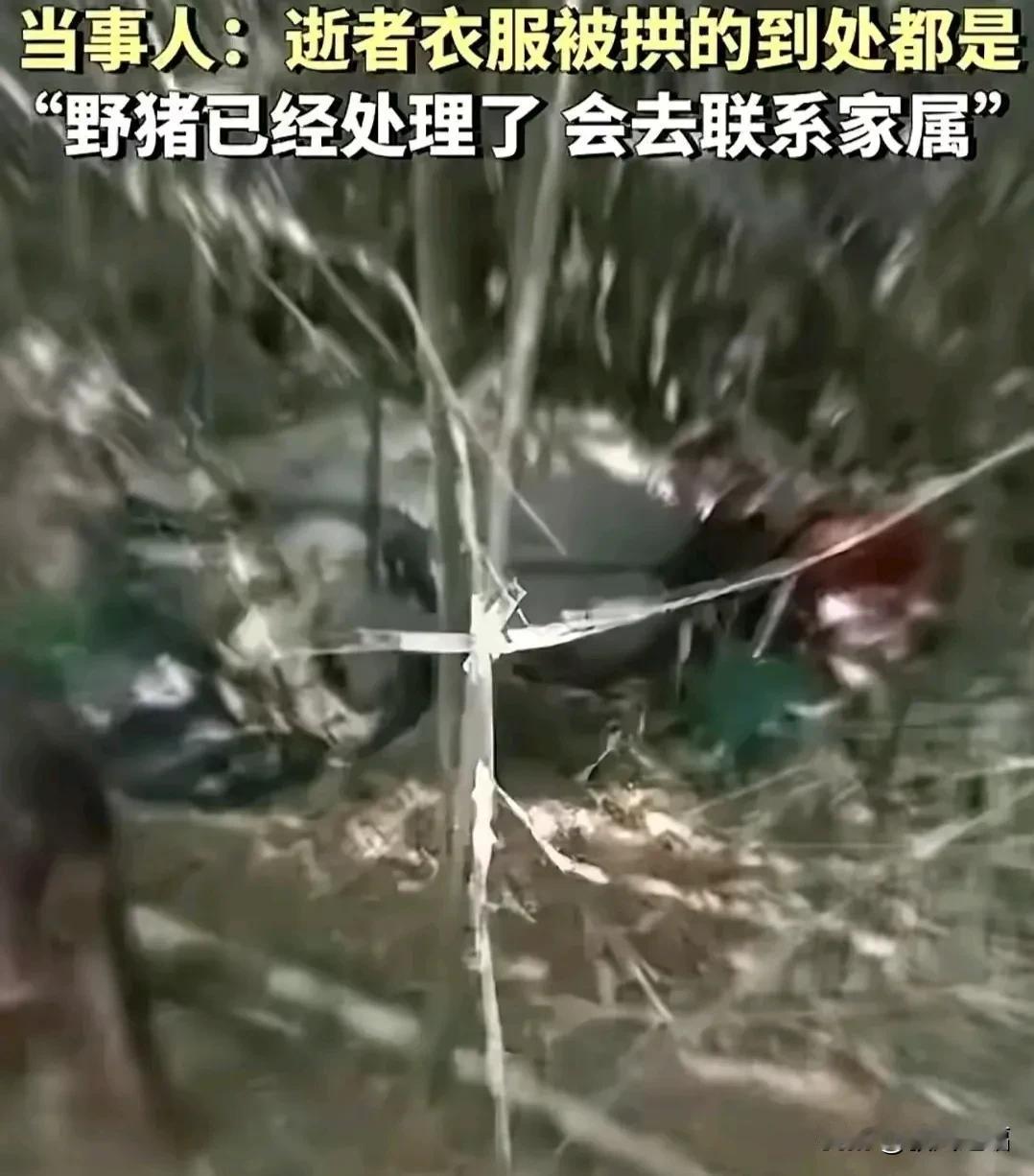 骇人听闻！江苏野猪生态真是越来越乱象啊！真是闻所未闻 ，野猪会背这个黑锅吗？
曝