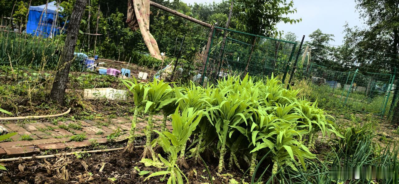 闲忙有度，方是人间安然
 
  一场好雨，洗得小院清润，泥土松软，最是种养的好时