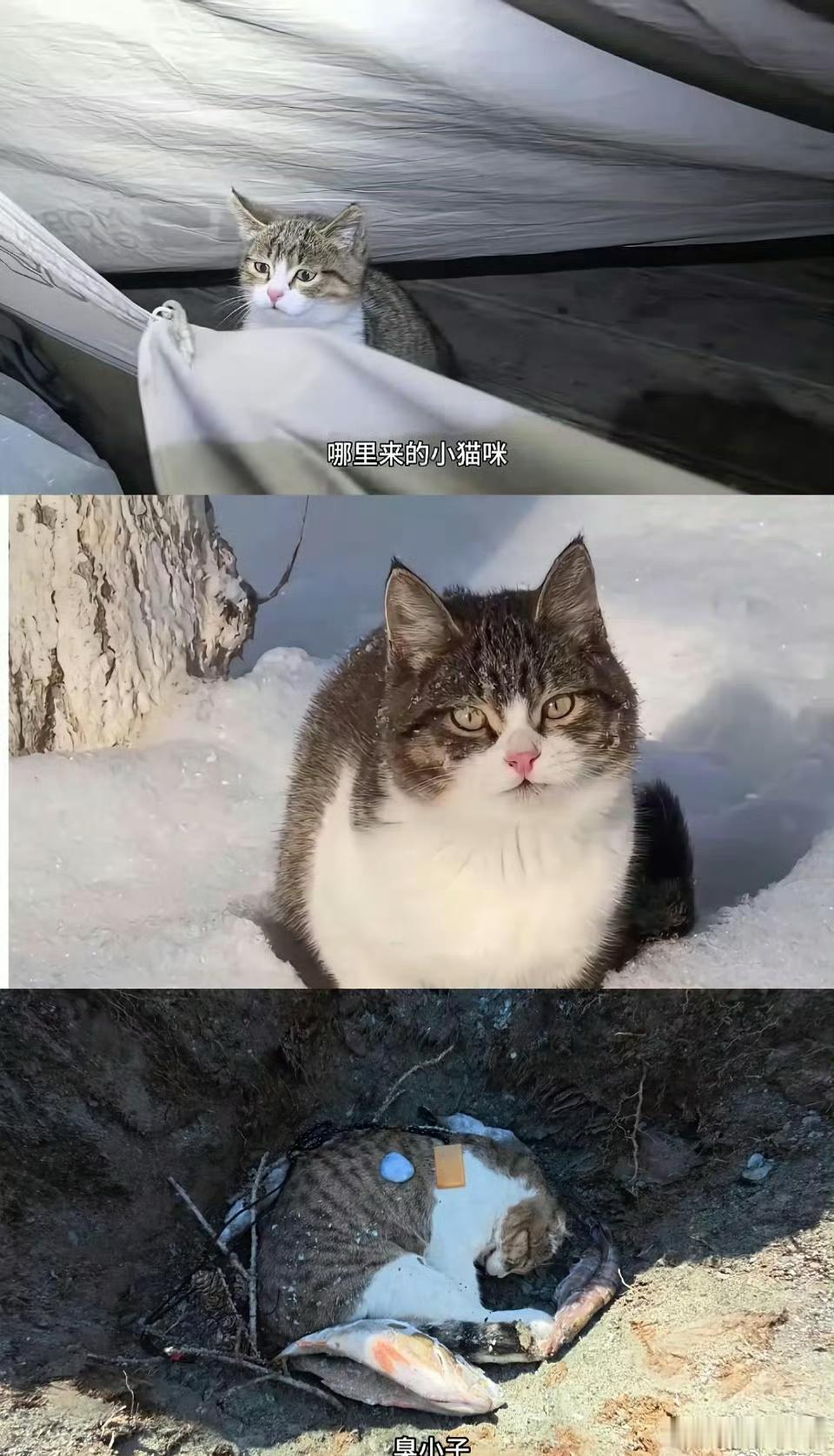 悟空网红小猫，这属于重大财产损失了，如果真的有一定线索，建议报警立案。 ​​​