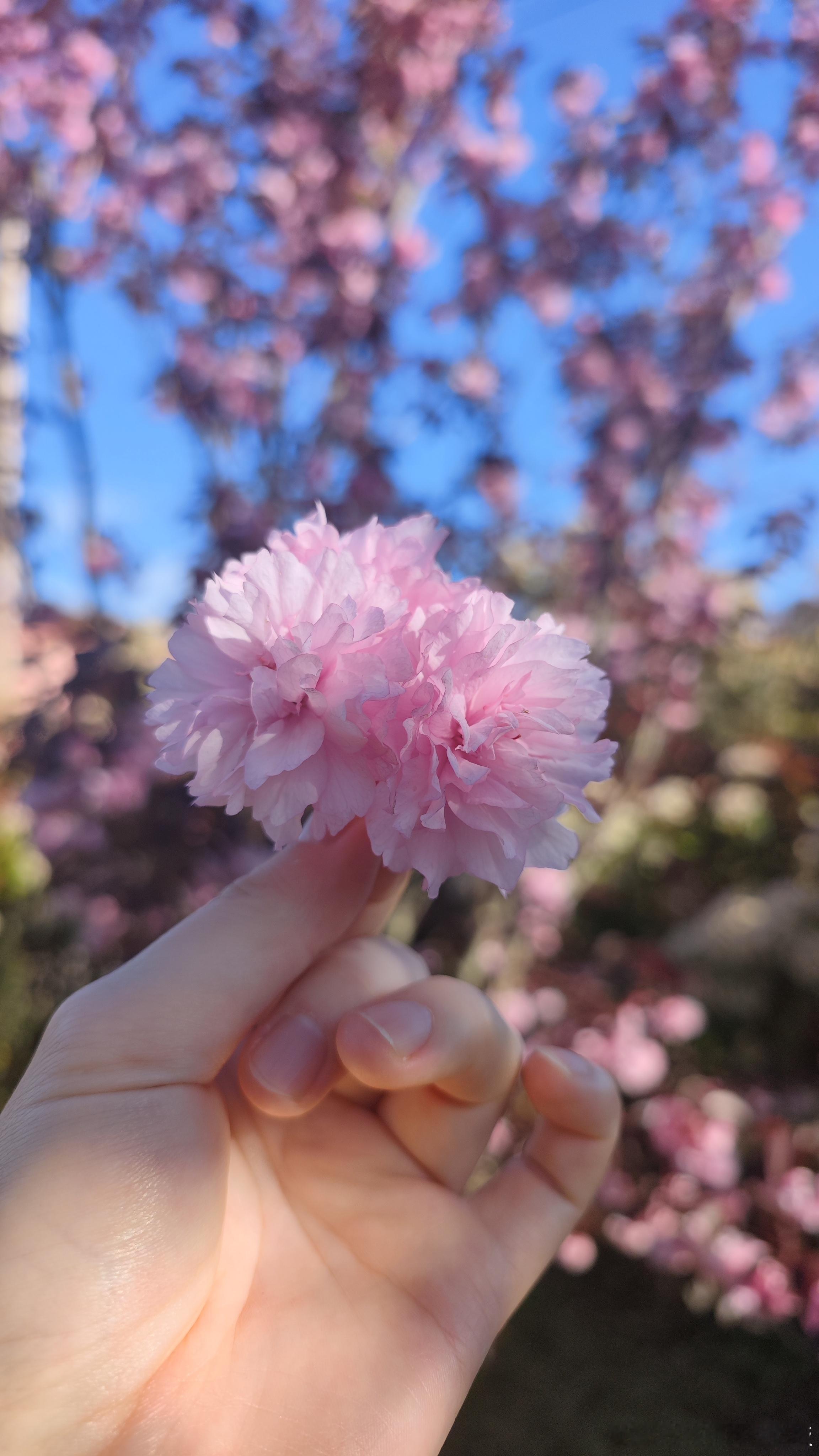送你一朵小🌸 
