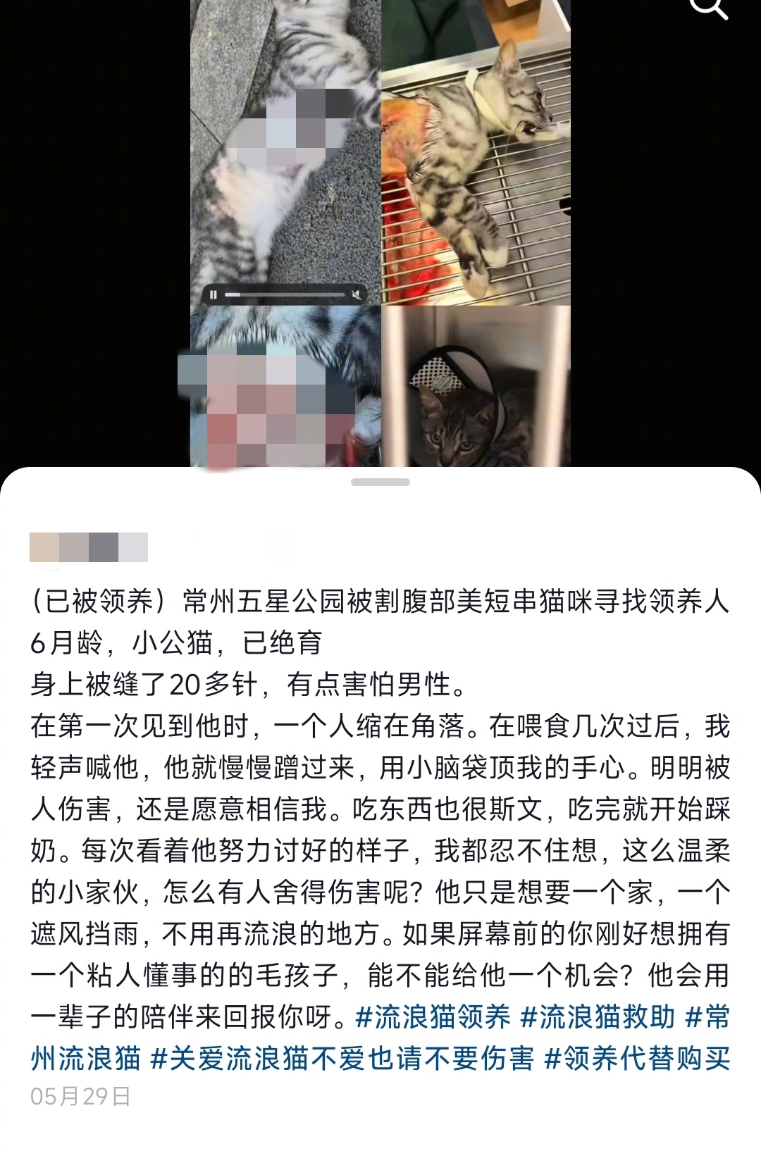 【常州一公园现虐猫事件，多只猫受伤，警方已介入处理】警方回应常州五星公园出现虐猫