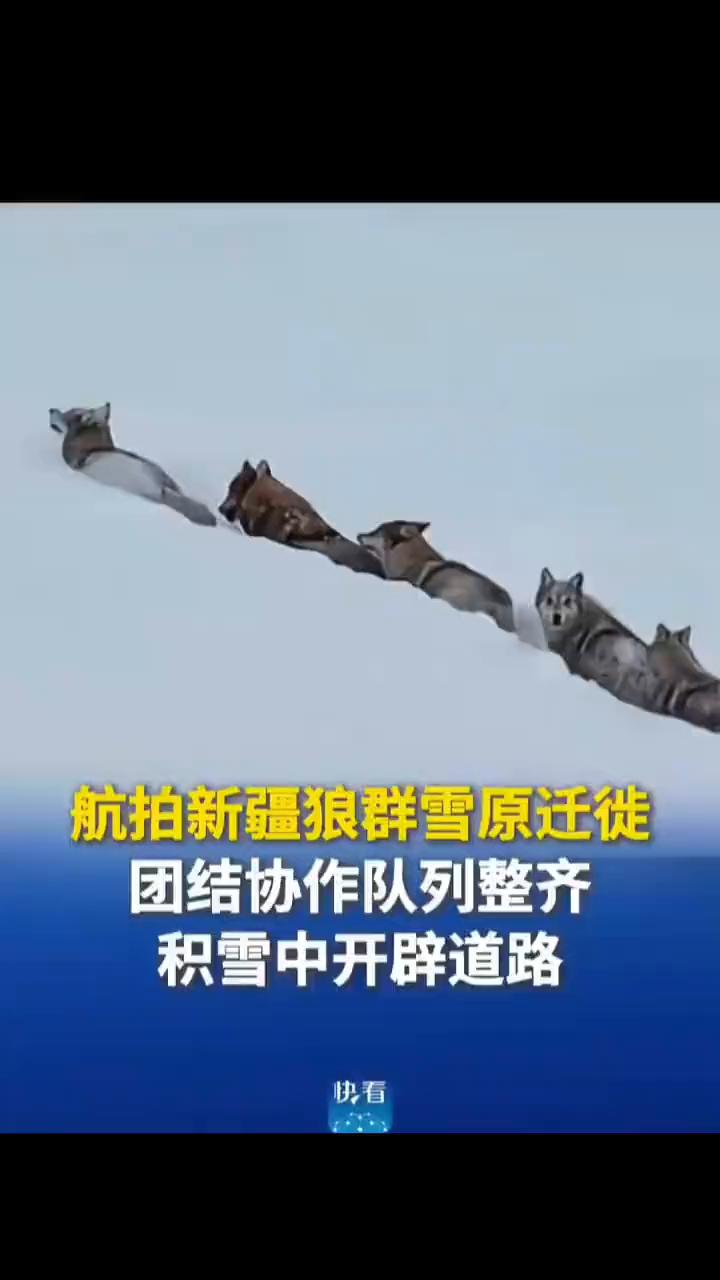 航拍新疆狼群雪原迁徙，团结协作队列整齐，积雪中开辟道路。
新华社快看。
近日新疆