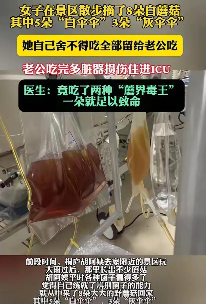 杭州一女子去景区玩，看到地上长了8朵蘑菇。她觉得看起来挺普通的，就跟平时吃的蘑菇