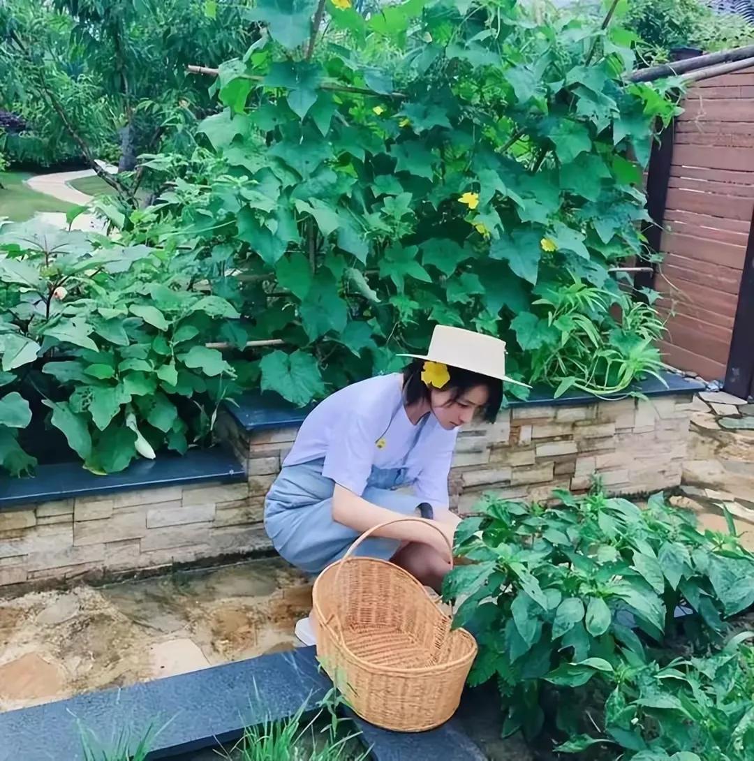 绝非仅是一块种植蔬菜的场地，更是张馨予对生活热爱之情的一种展现。它使我们意识到，