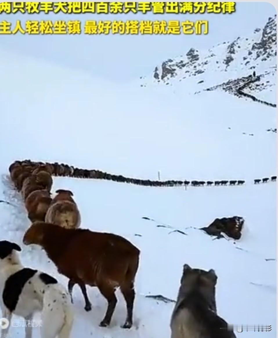 2只牧羊犬把4百余只羊管出满分纪律看完只想问一句：这纪律性是认真的吗？人家几百只