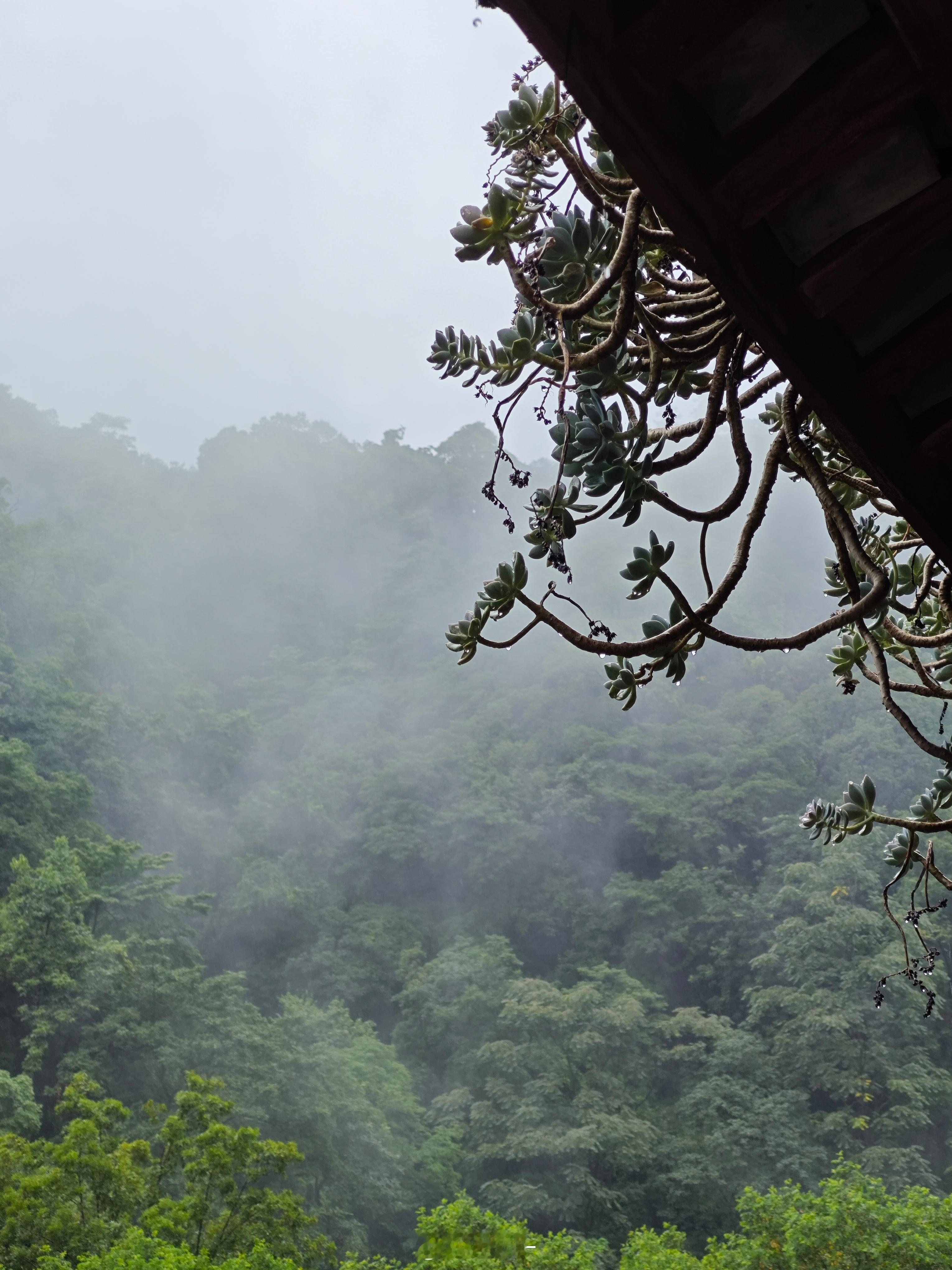 晴亦好，雨亦好。明天雨小点去捡蘑菇。 