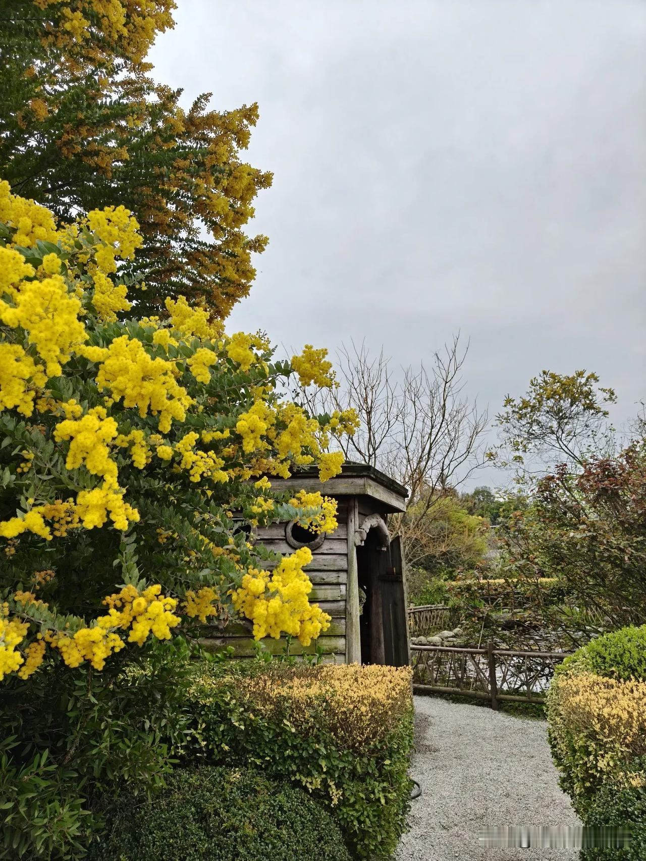 3.20点薄阴，突遇双流花季