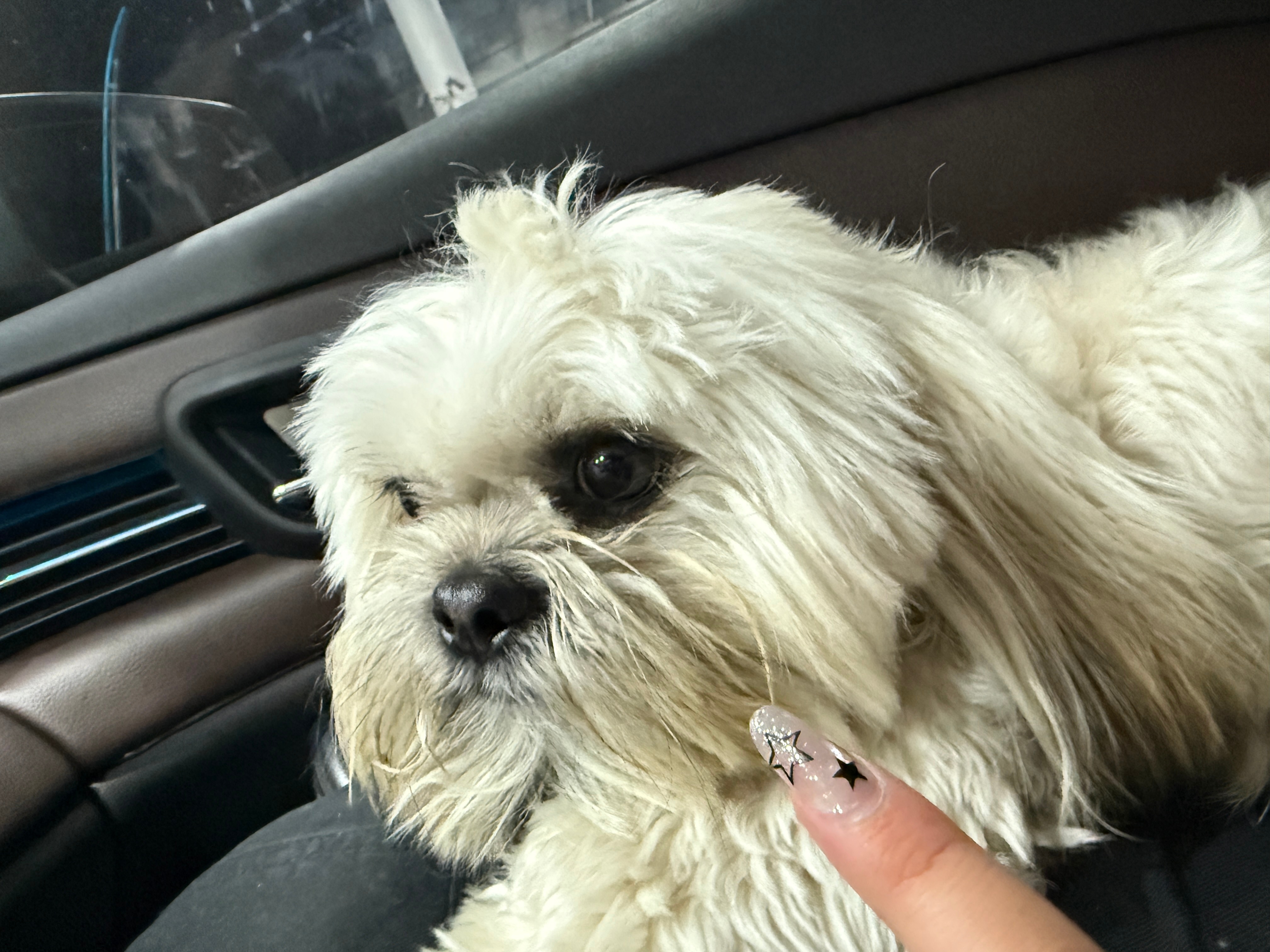 带着这只小狗🐕开四个多小时去机场见🐵 