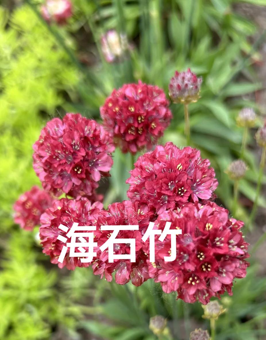 网络空间的狂欢舞台上，一对母女正在上演着令人瞠目结舌的伦理闹剧，四十岁的女儿依然