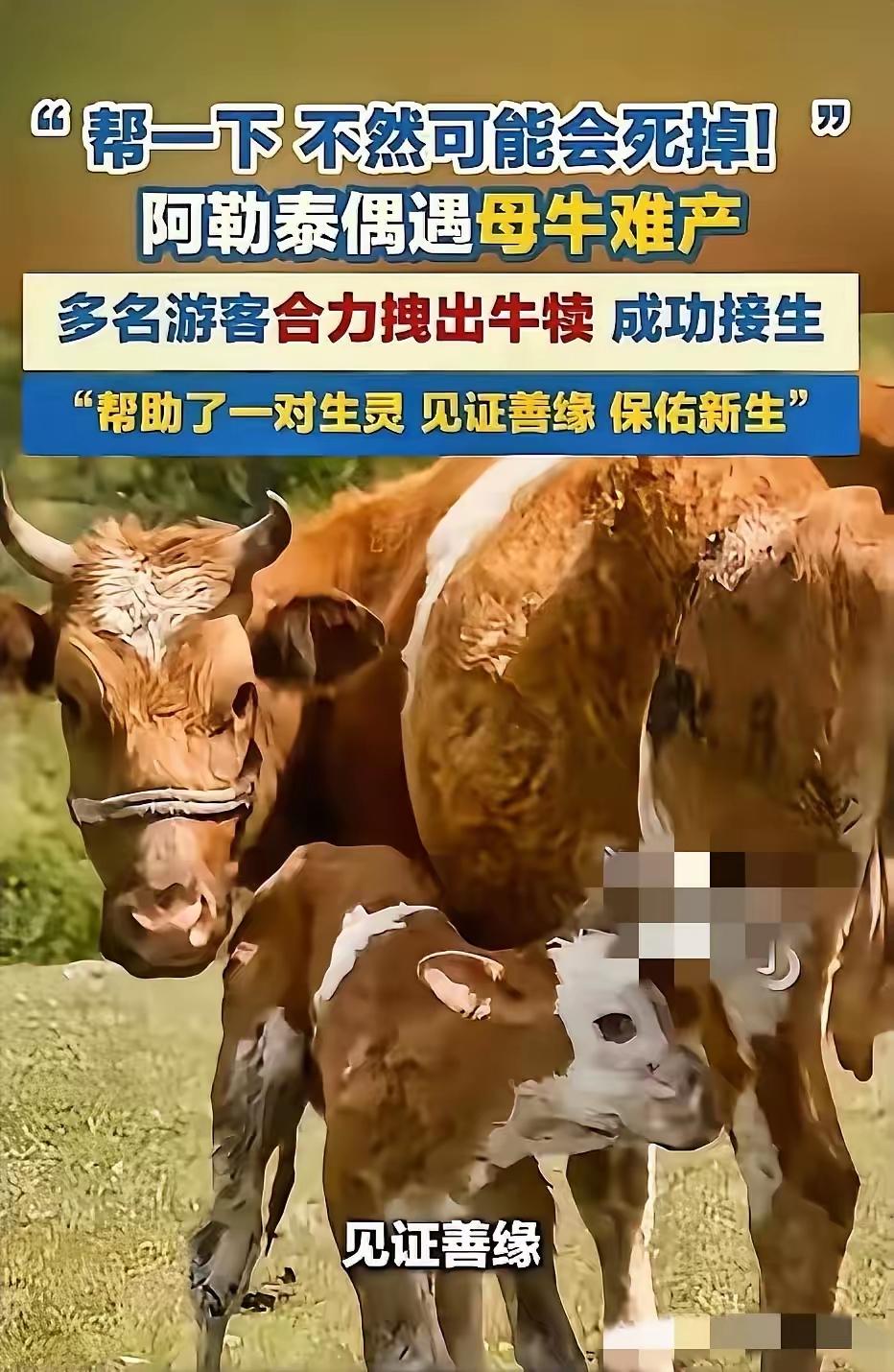 破防了！5月25日，新疆阿勒泰，几名游客在游玩时，偶遇了一头母牛产子，他们在一旁