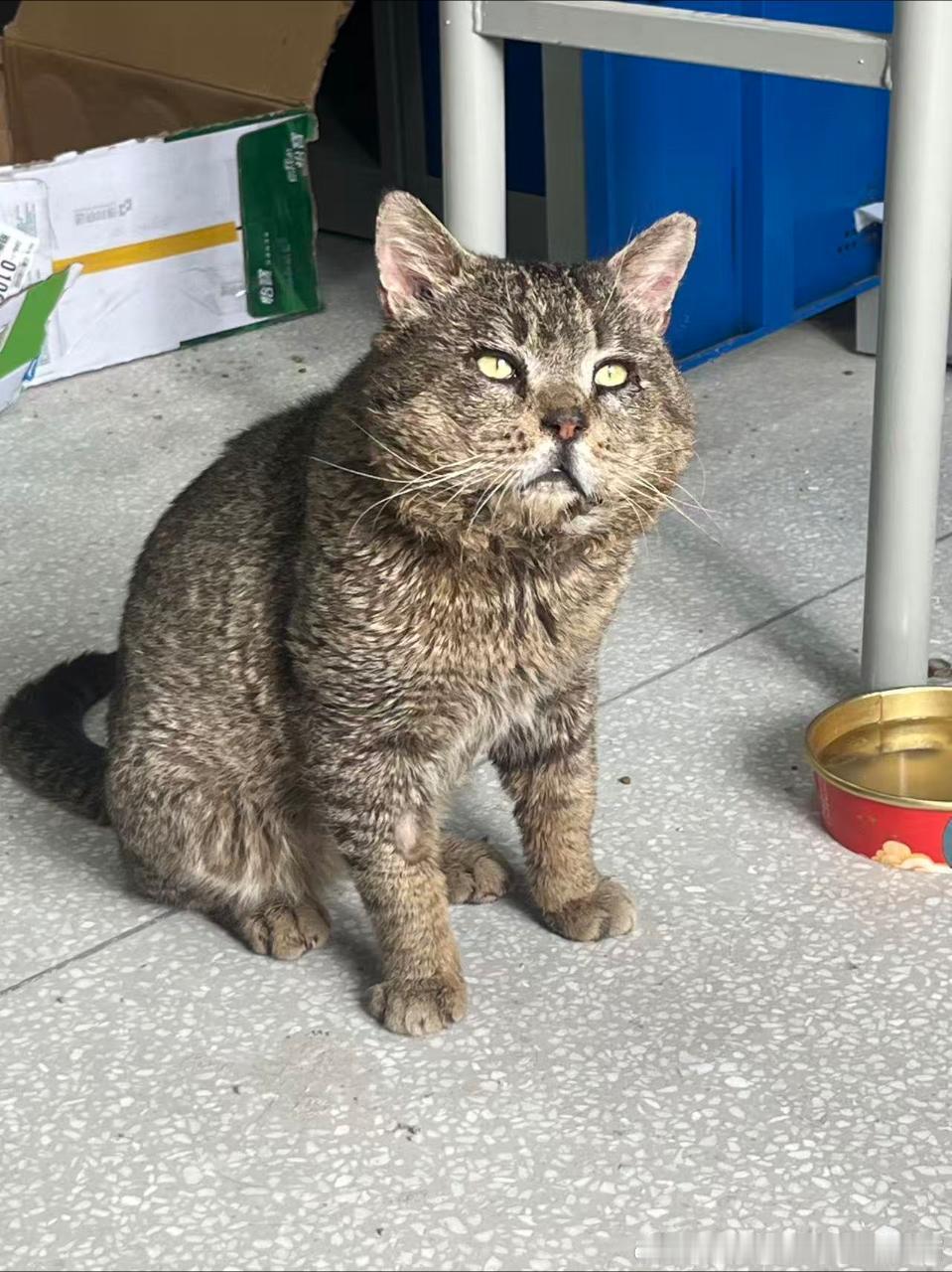 49769【丑猫】投一个真丑的 