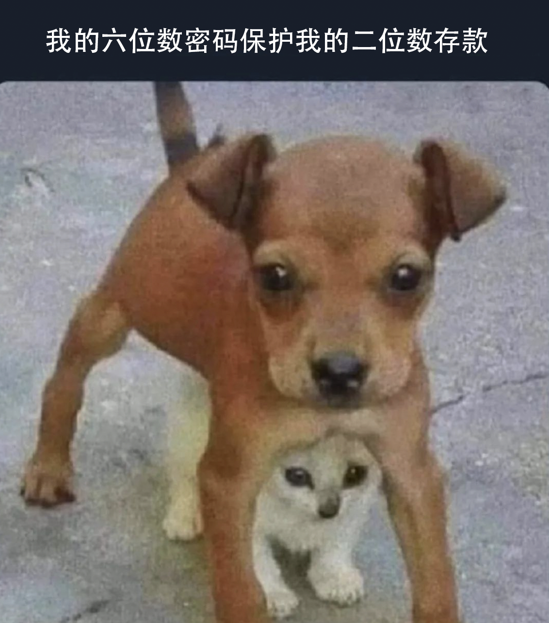 我最信任的守护者#meme# ​​​