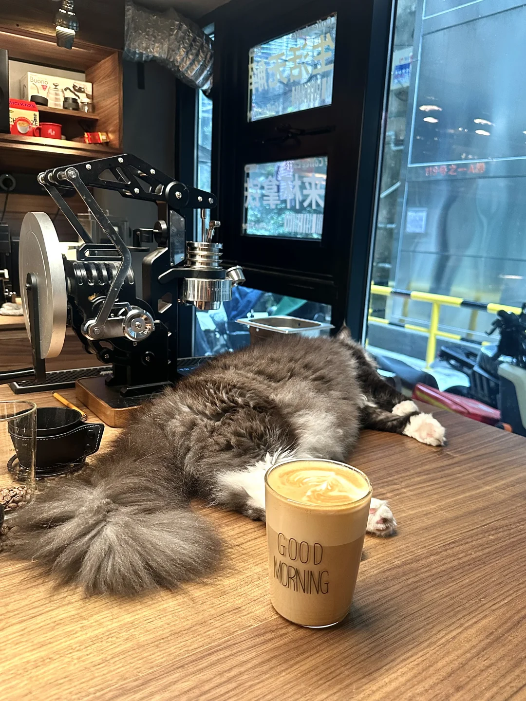 这家cafe就藏在居民楼里🐱☕️