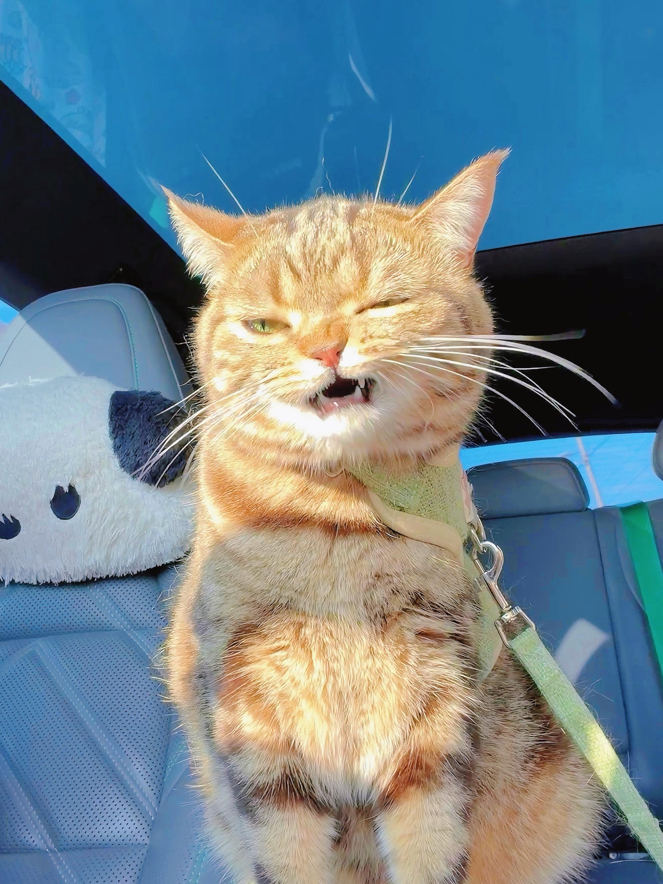 谁家小猫在车上坐着都那么拽的。带出去炸街咯！！！！