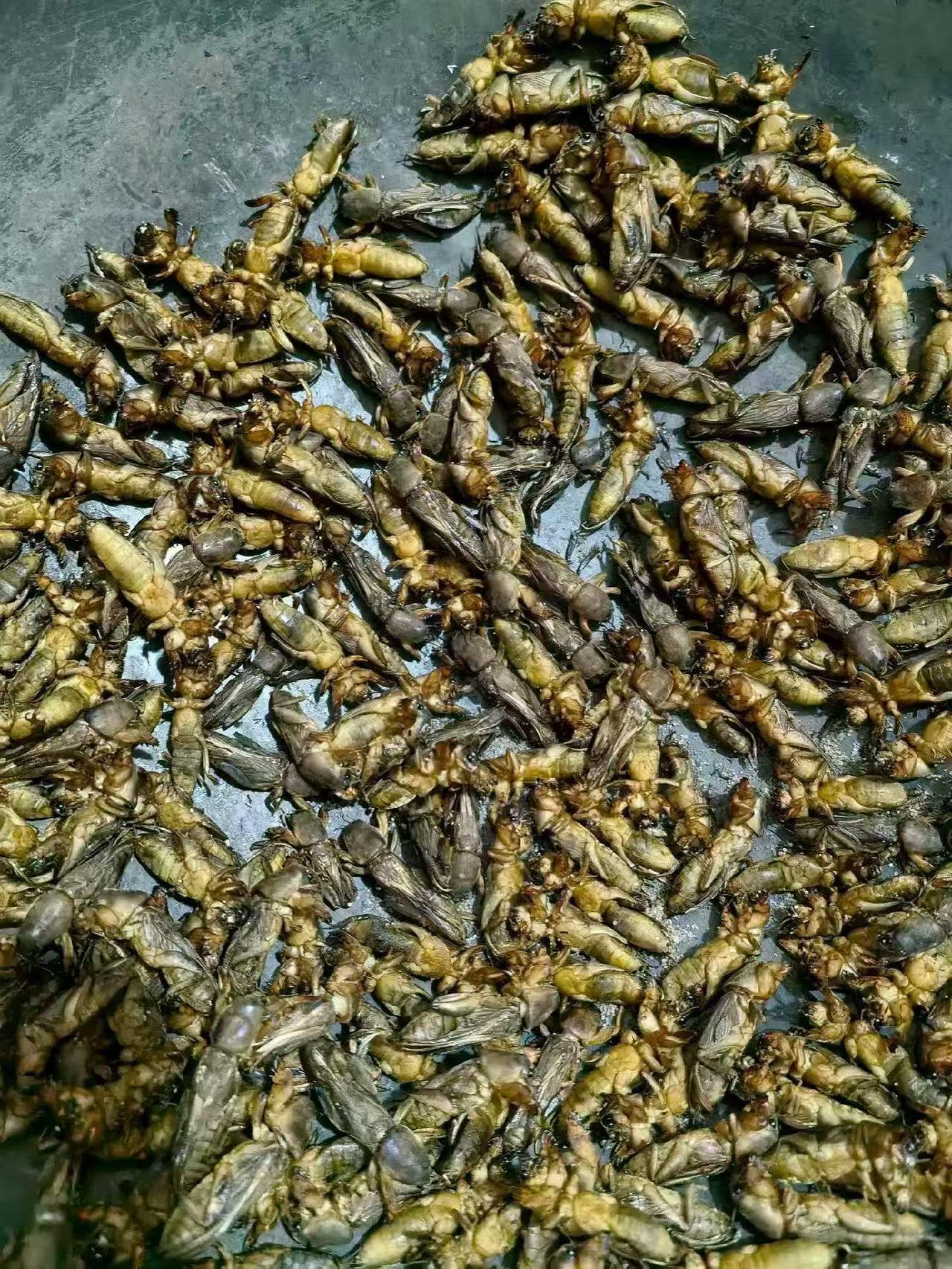 今天有一个河源农村的同学来找我，说最近在村里搞了点好东西，也给我分享品尝一下，可