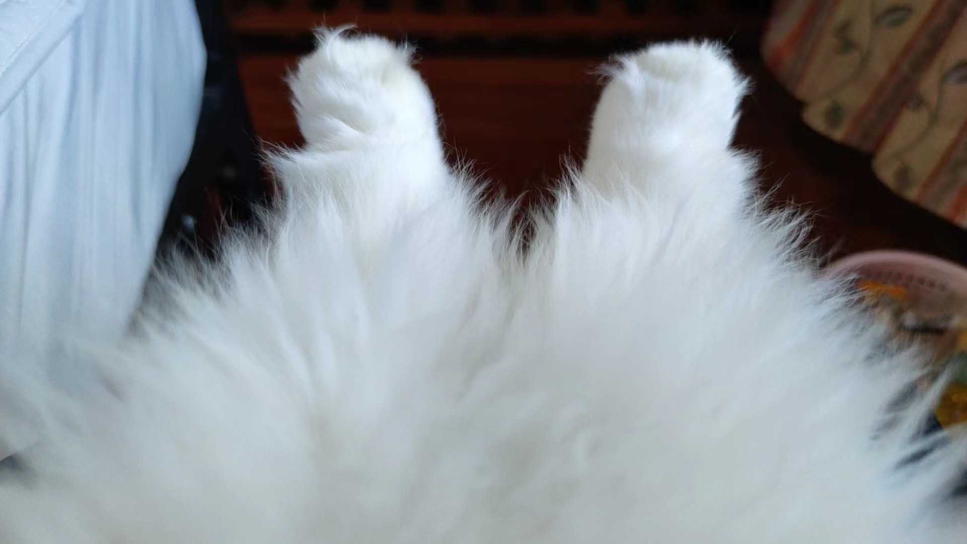家长每次和我分享猫猫的生活细节，都能感受到他们是有多爱自己的哈基米。 ​​​