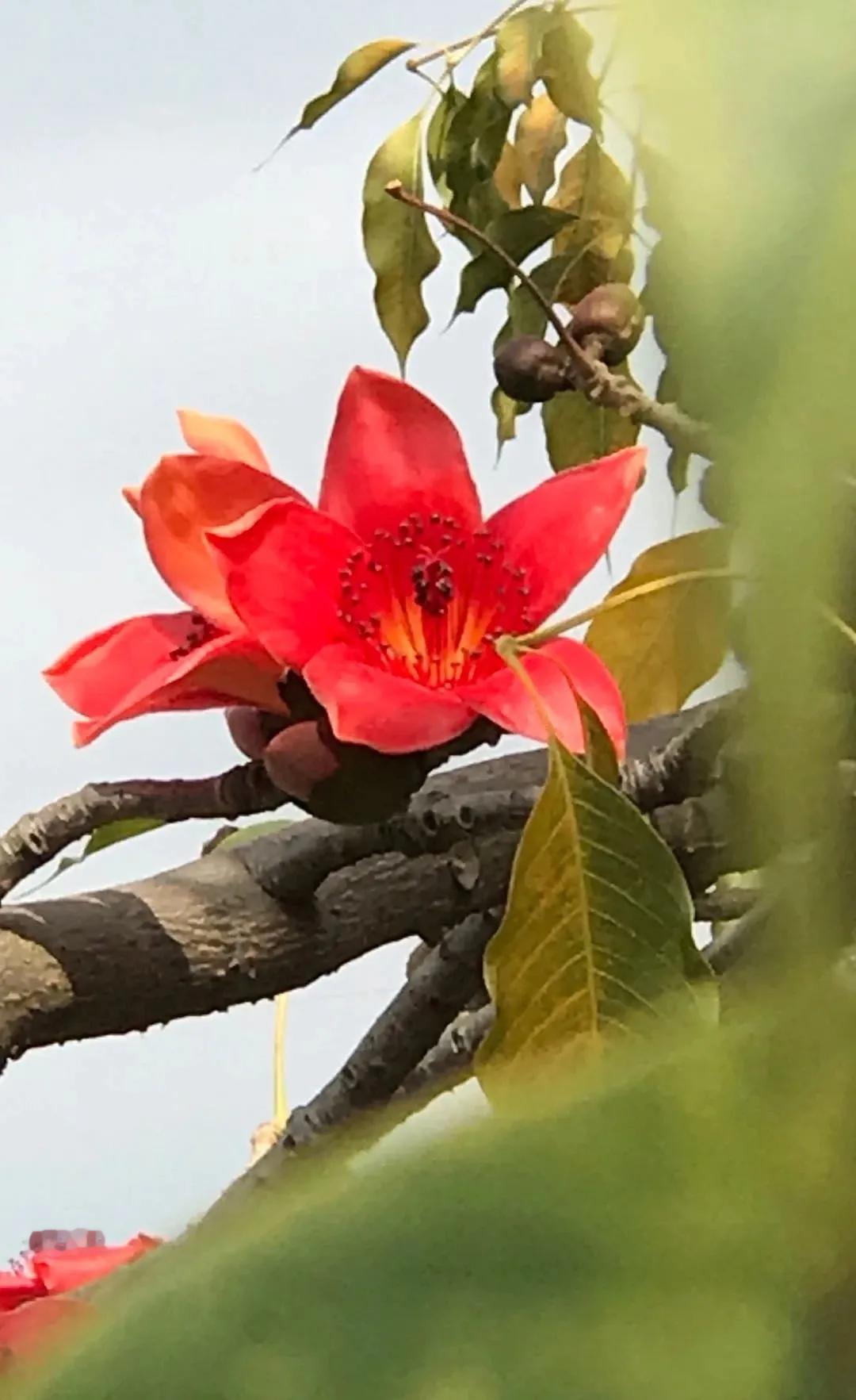 #分享一张随手拍的花#
红棉花，又名英雄花，为南粤名花。