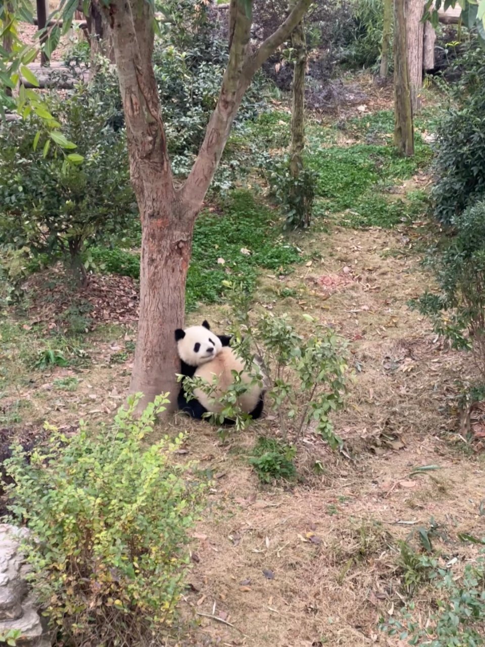 猜猜图中有几只熊？晚安伞花打工日记