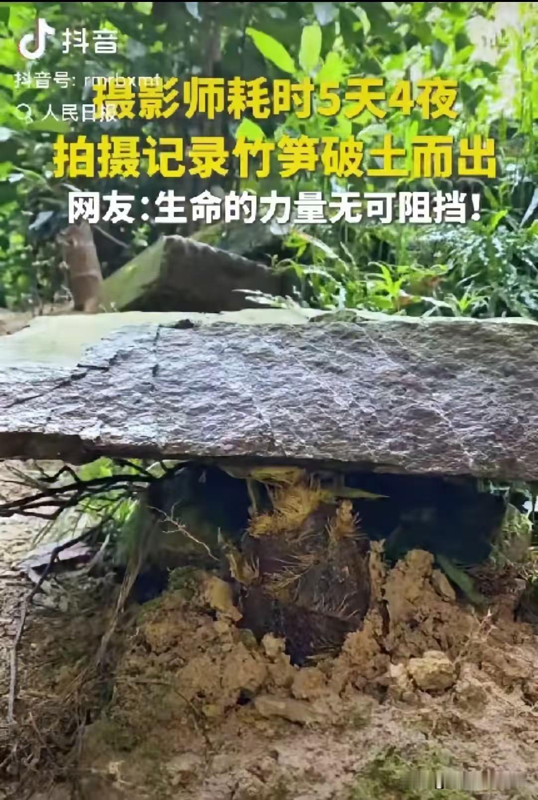 “这竹笋做梦都没想到它上人民日报了！”
很多人第一次看到这组画面的时候，第一反应