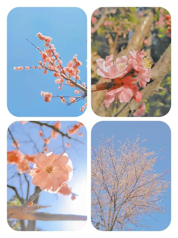 春日生活打卡季 春天真是个美好的季节，它悄无声息地就改写了世界。玉兰绽放出第一朵