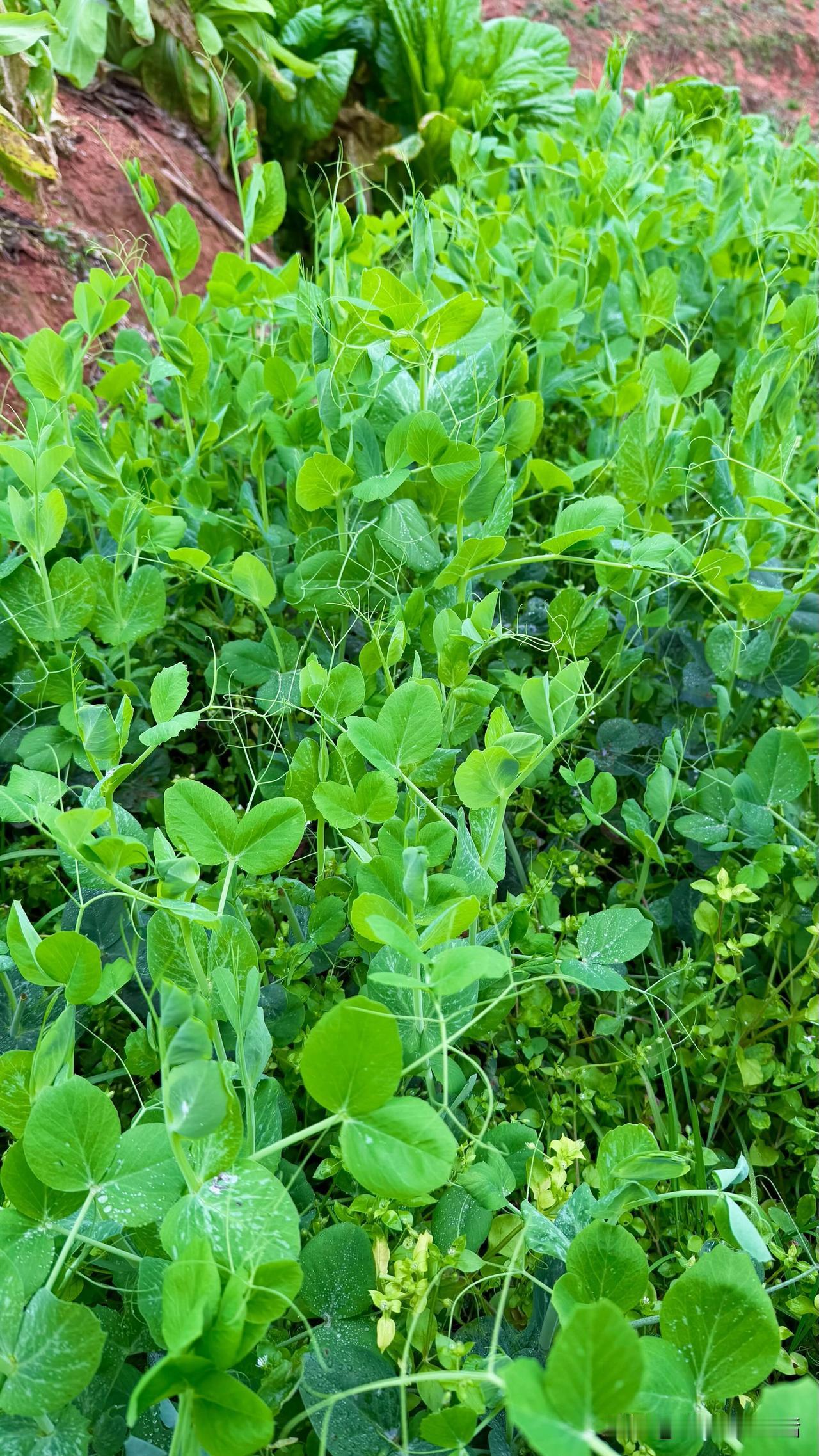 冬末春初的乐山街巷，总飘着一股清润的鲜香。竹篮里码得整整齐齐的豌豆尖，带着晨露的