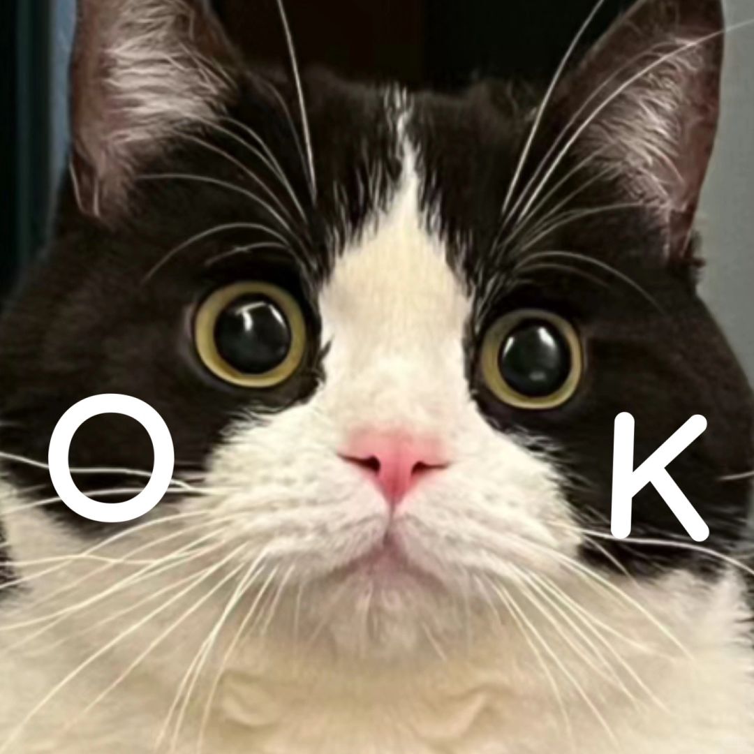 那个啥猫猫…