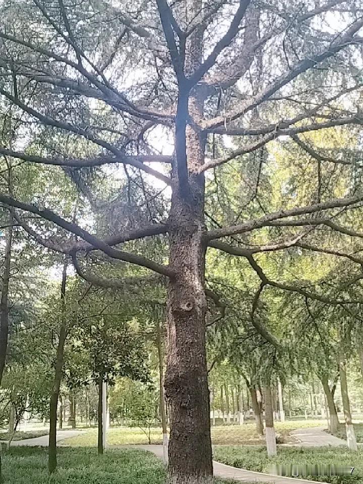 晒图笔记大赛这颗树下，曾容下多少幼童戏耍？