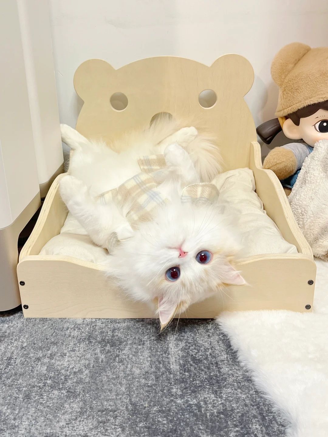 倒过来拍小猫 真的敲击心动💗