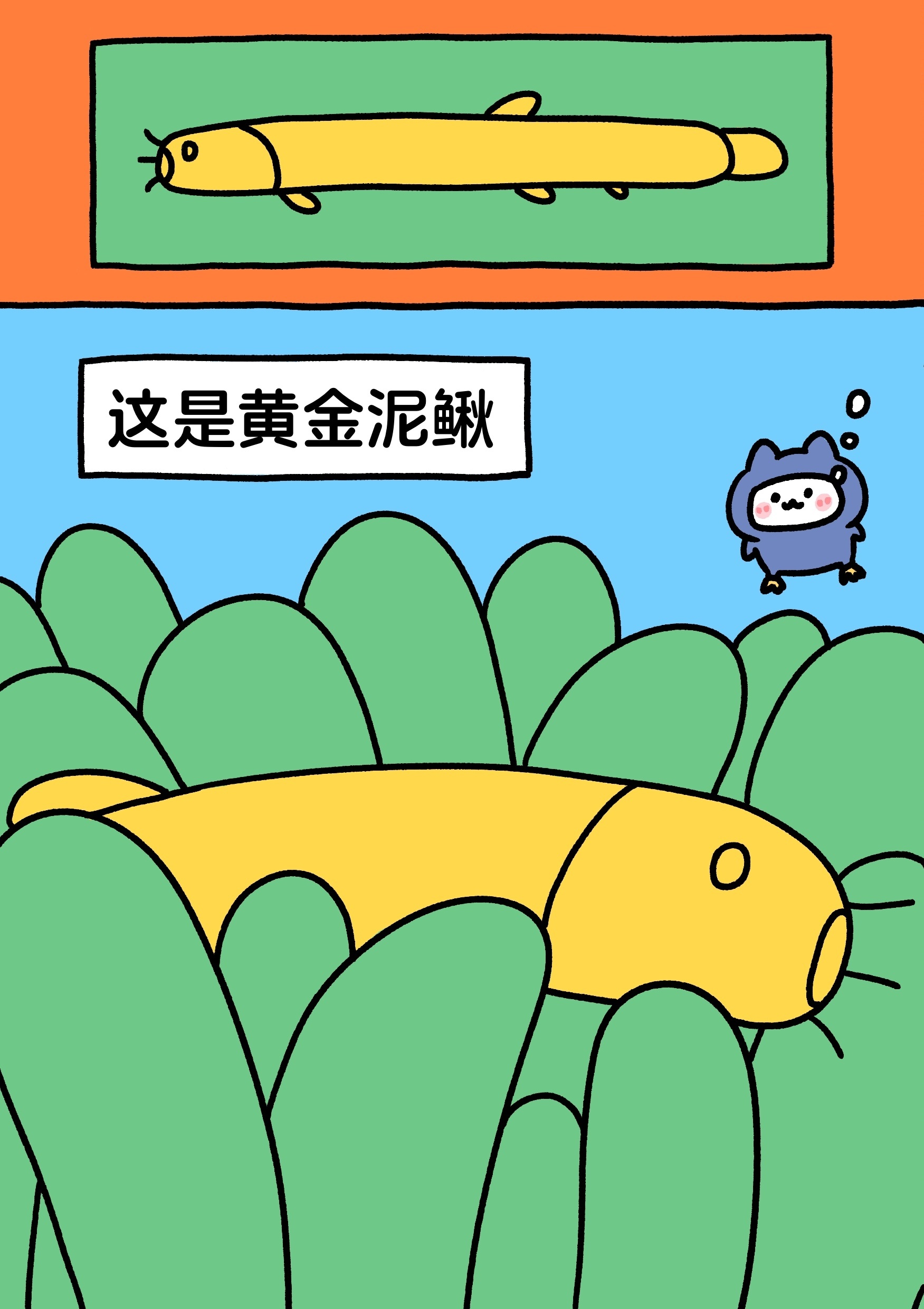 给大家介绍下前天漫画里的黄金泥鳅 ​​​