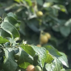 黄皮树种植方法：1.  准备土壤：黄皮喜欢疏松、肥沃、排水良好的土壤。2.  光