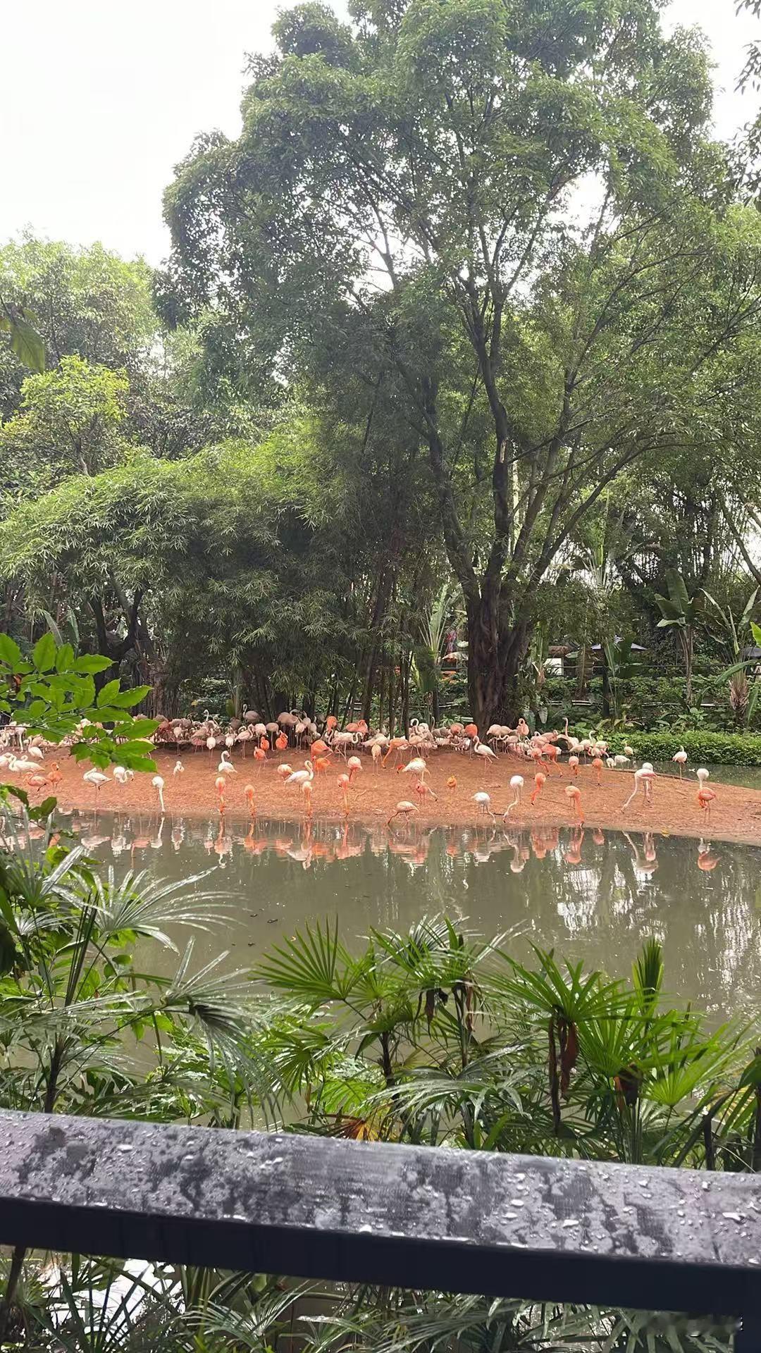 今天早上冒着大雨去了番禺长隆野生动物园，中午就天晴出太阳了，这是火鸡园，倒影超级