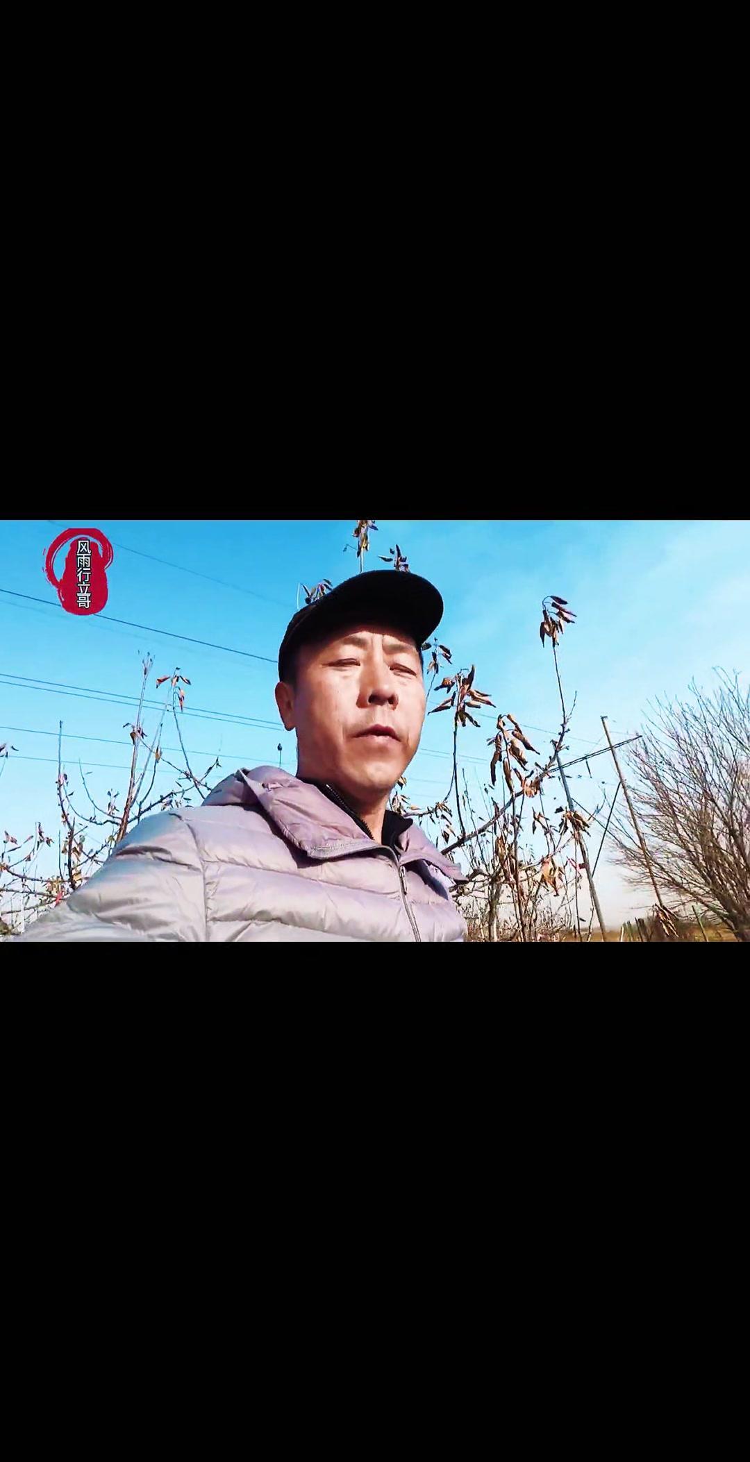 🍒大樱桃种植想要提高花芽坐果率，关键在于土壤有机质，而非过度依赖化控药剂。土壤