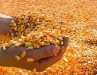 饿死十四亿人？美国驻日大使曾经放出狠话：如果中国不按照美国的规矩办事，那么美国将