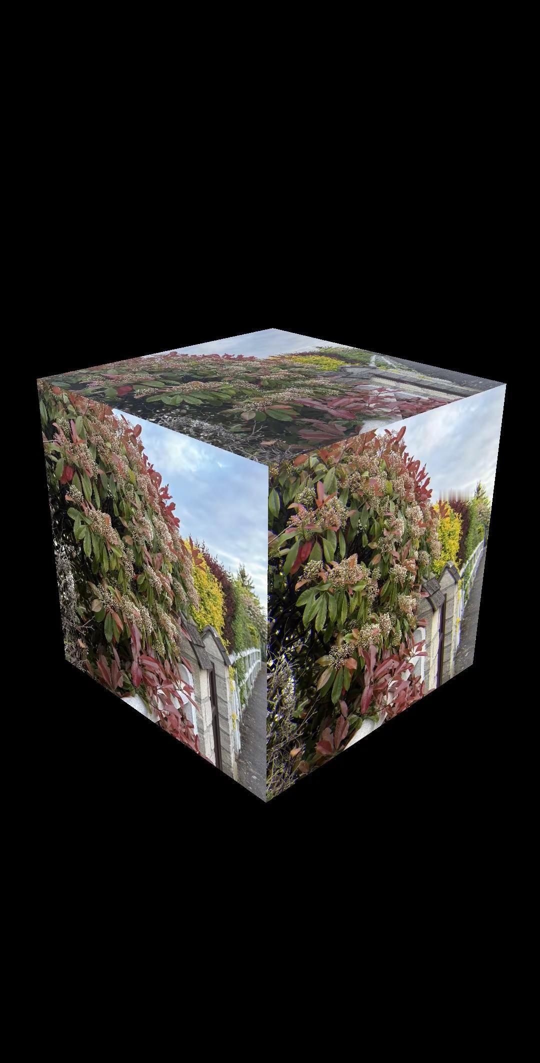 丁香花开。一阵阵香气袭来，一处处花团锦簇，已经到了丁香展示的时节！