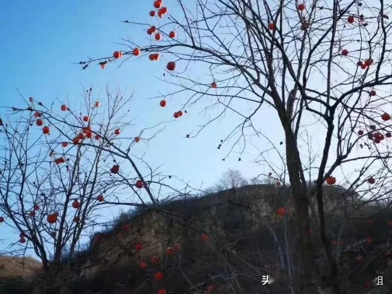 

去了村边的小湖，
被小湖的秋日风光迷住了，
湖边的柿子树“曲高和寡”馋人但够