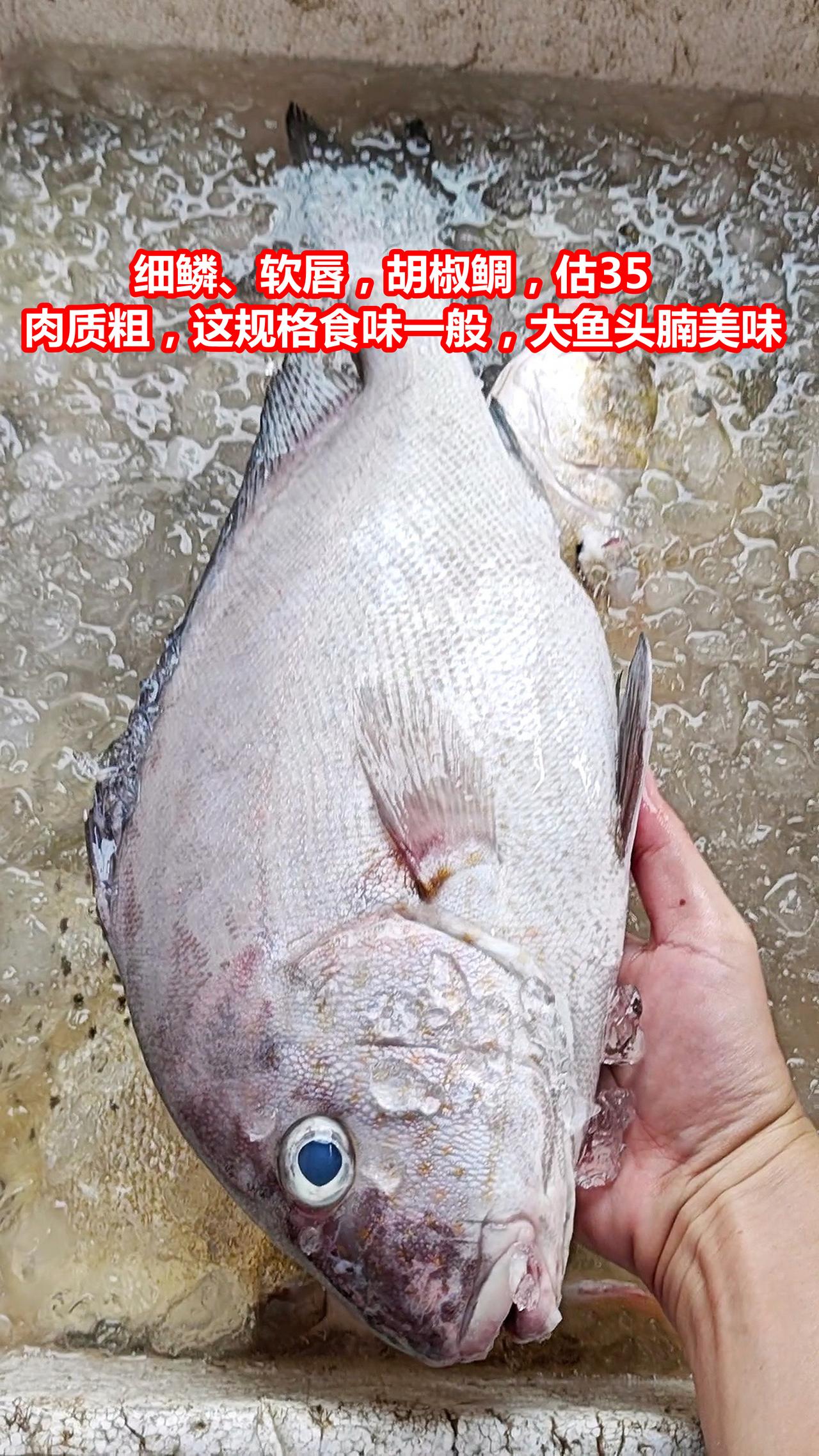 市场认鱼：细鳞、铁鳞、鲚鱼、银米、黄箭、红立

01.细鳞、软唇，胡椒鲷，估35