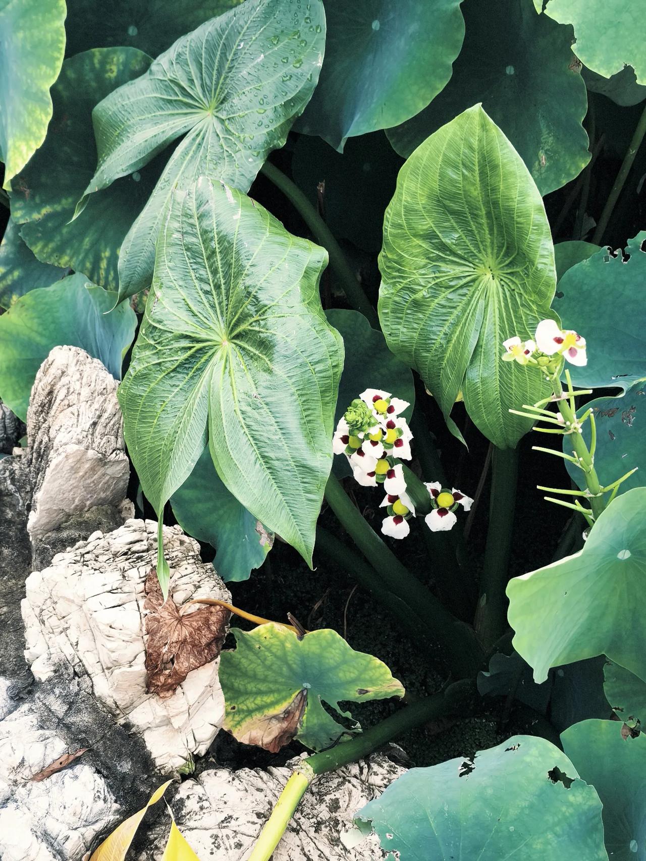 这个是什么花，不属于菏花科吧，又跟荷花生长在一切，也是喜欢水。第一次见到呢！