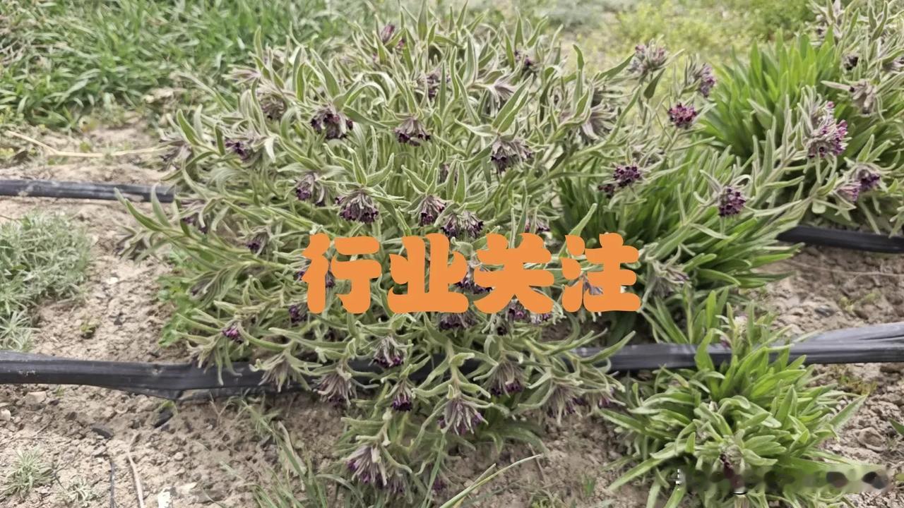 最新！新疆都有哪些特色药材？我们新疆也该有自己的“疆十味”了吧

大家都知道，各