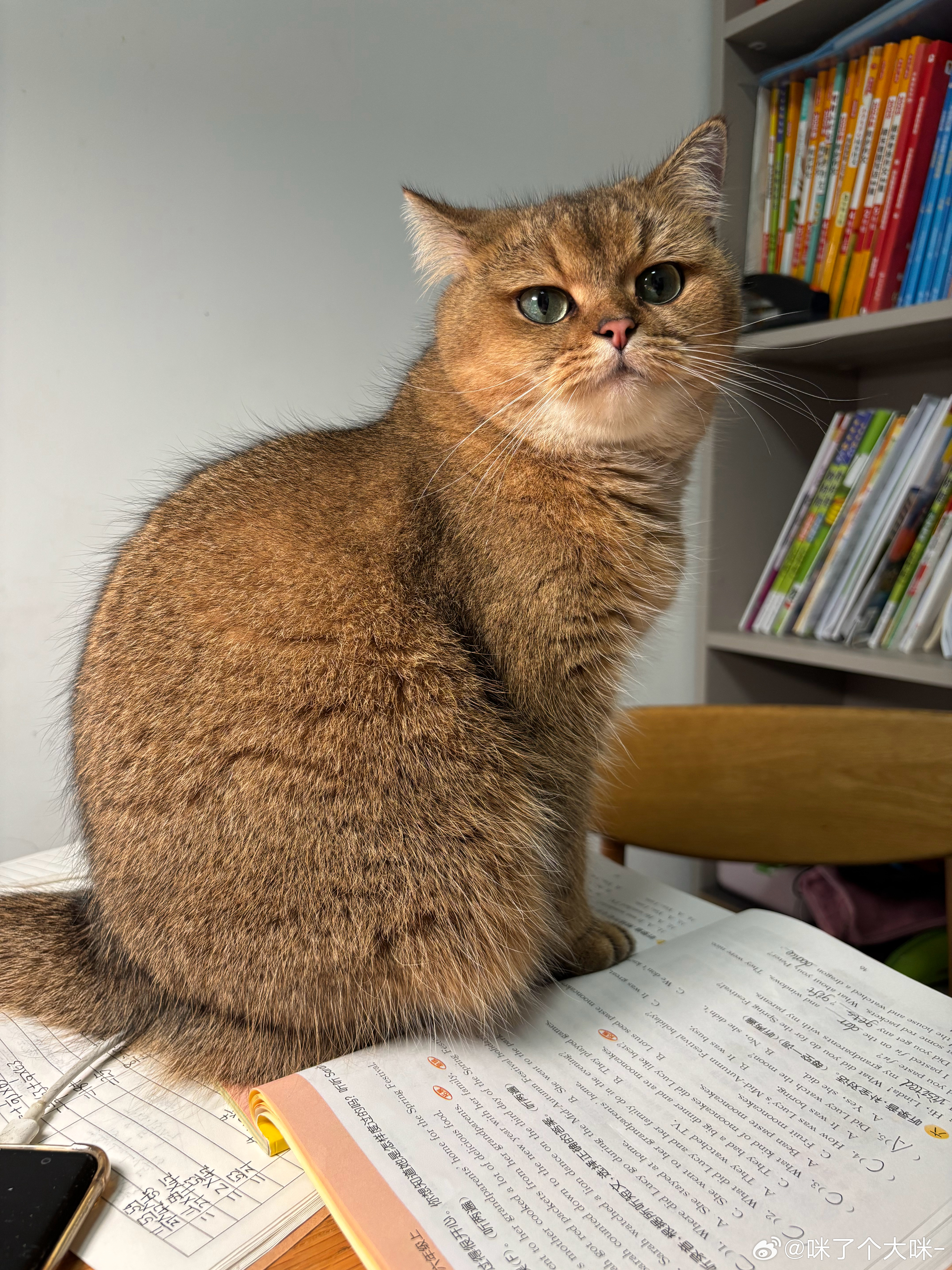 说英语的喵猫咪[超话] ​​​