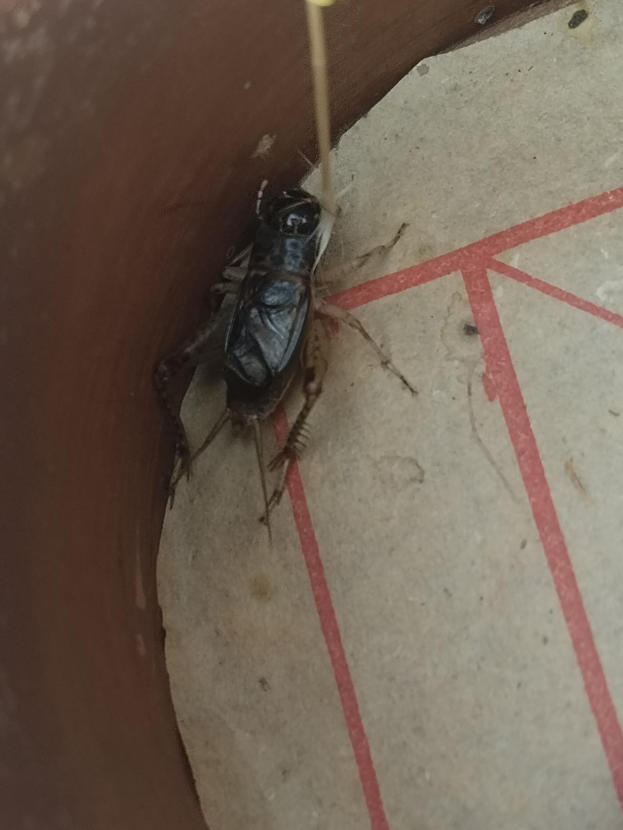 又有百日虫之称 也就是从立秋那天虫迷们开始选虫一直玩到霜降结束  整整一个秋季正