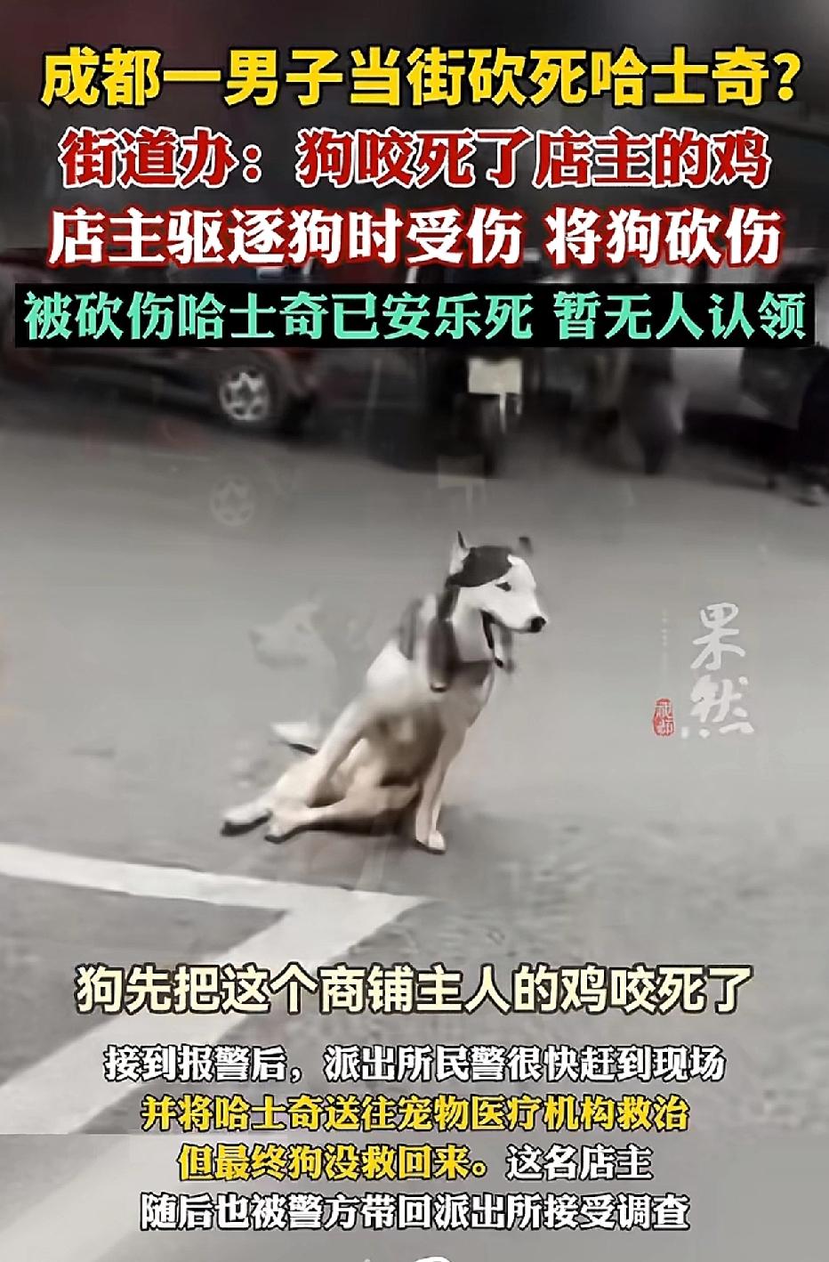 四川成都，一只哈士奇跑去咬店主散养的鸡。店主听到鸡的叫声，赶忙跑出来驱赶哈士奇，