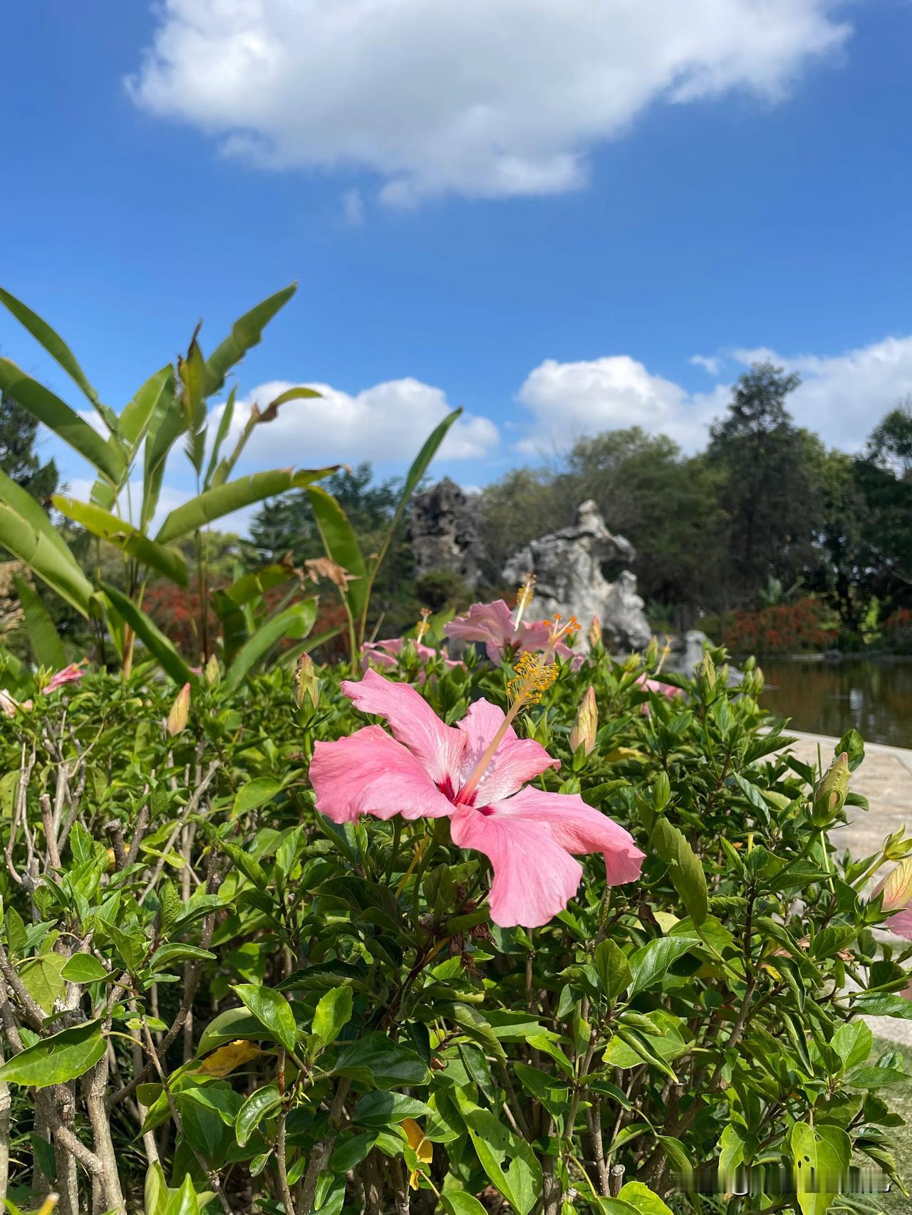 春日走进东莞植物园，处处都是惊喜。漫步园中，随手一拍，便是如画美景。我忍不住用手