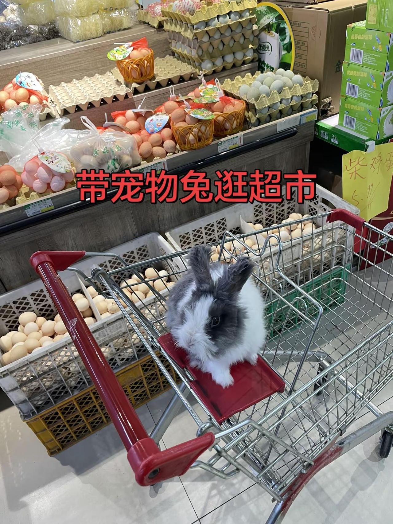 带宠物兔逛超市