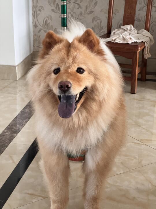 小豆愉快的土狗生活