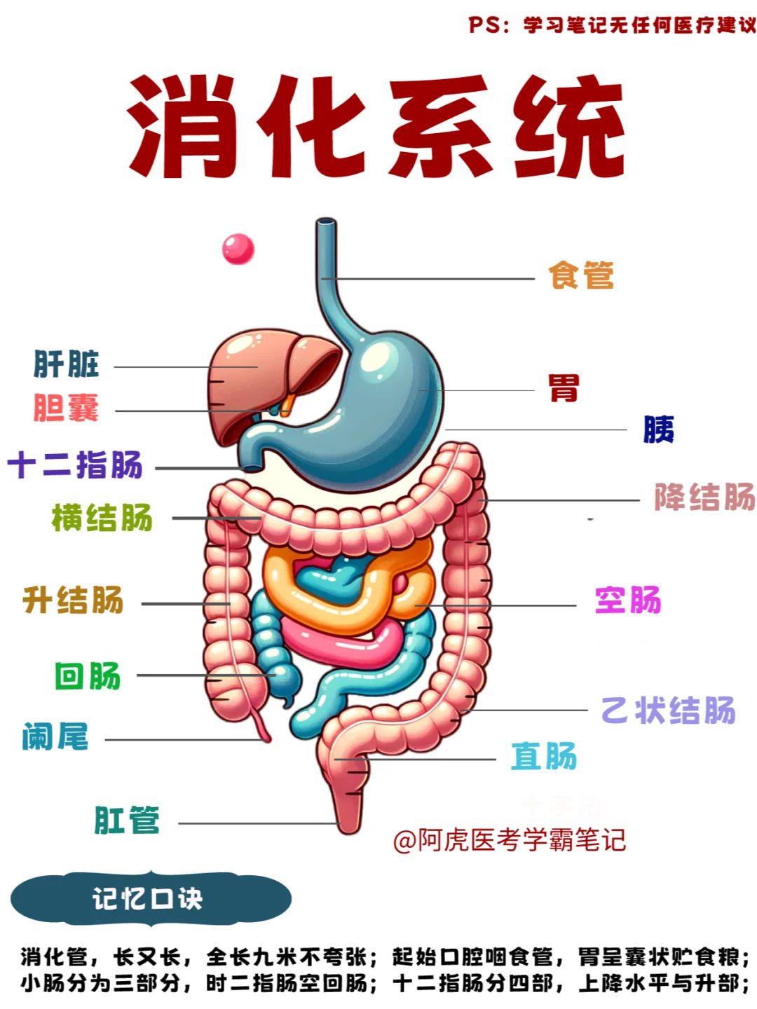 阿虎医考学霸笔记📒：消化系统解剖👆