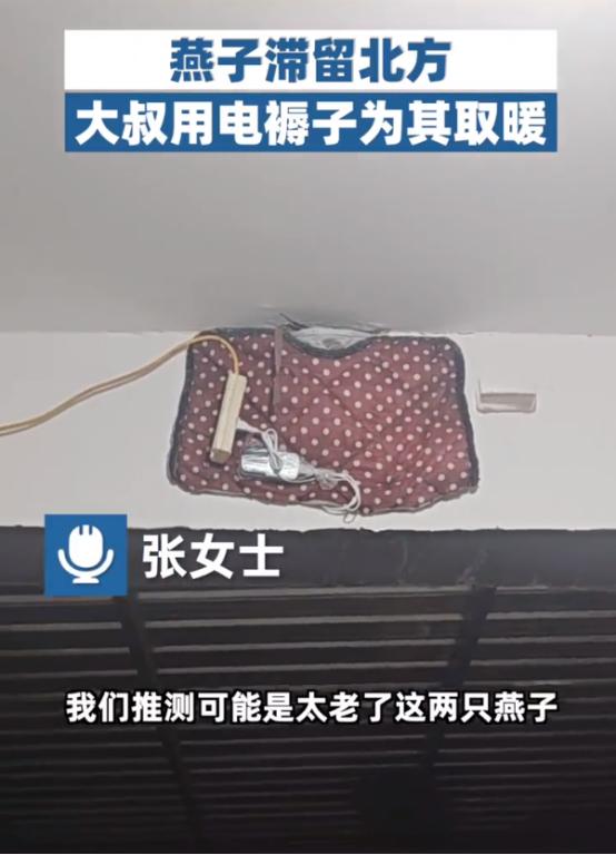 河北，两只“老燕子”无力南飞，留户主家过冬。没想到，户主老两口给两只燕子买了电褥