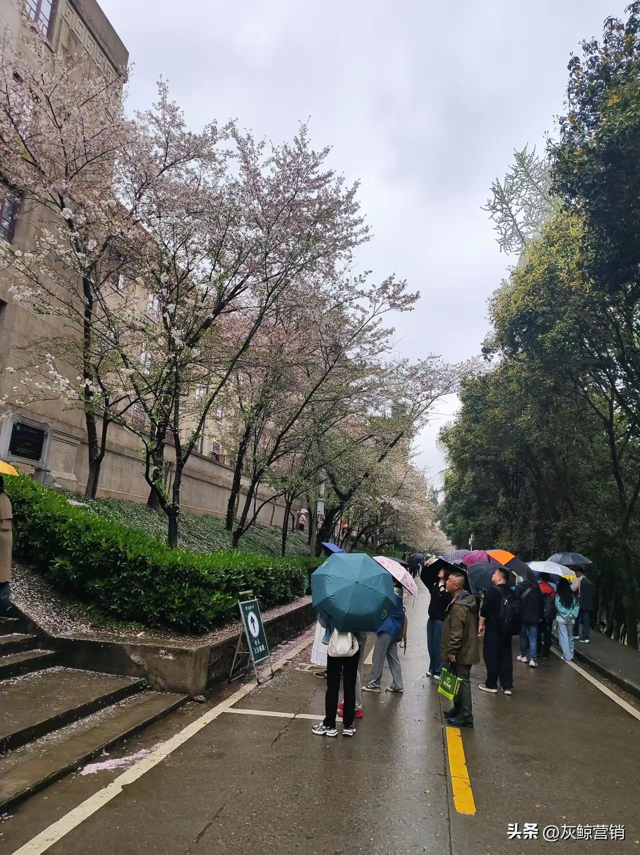 武大的樱花开始凋零了。
美好时光不常在，
珍惜当下。